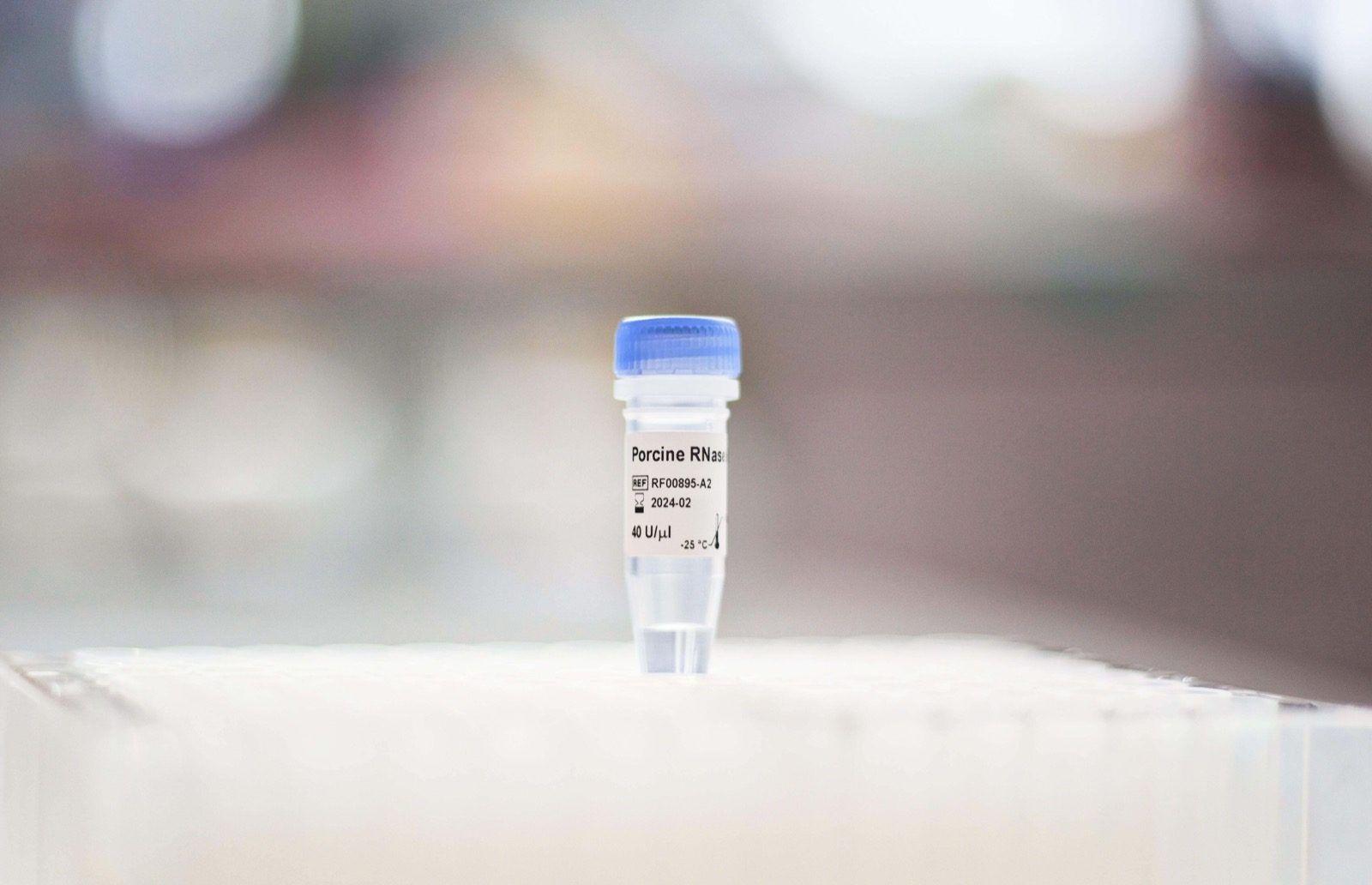 DB RNase Inhibitor Porcine (DB-1261)