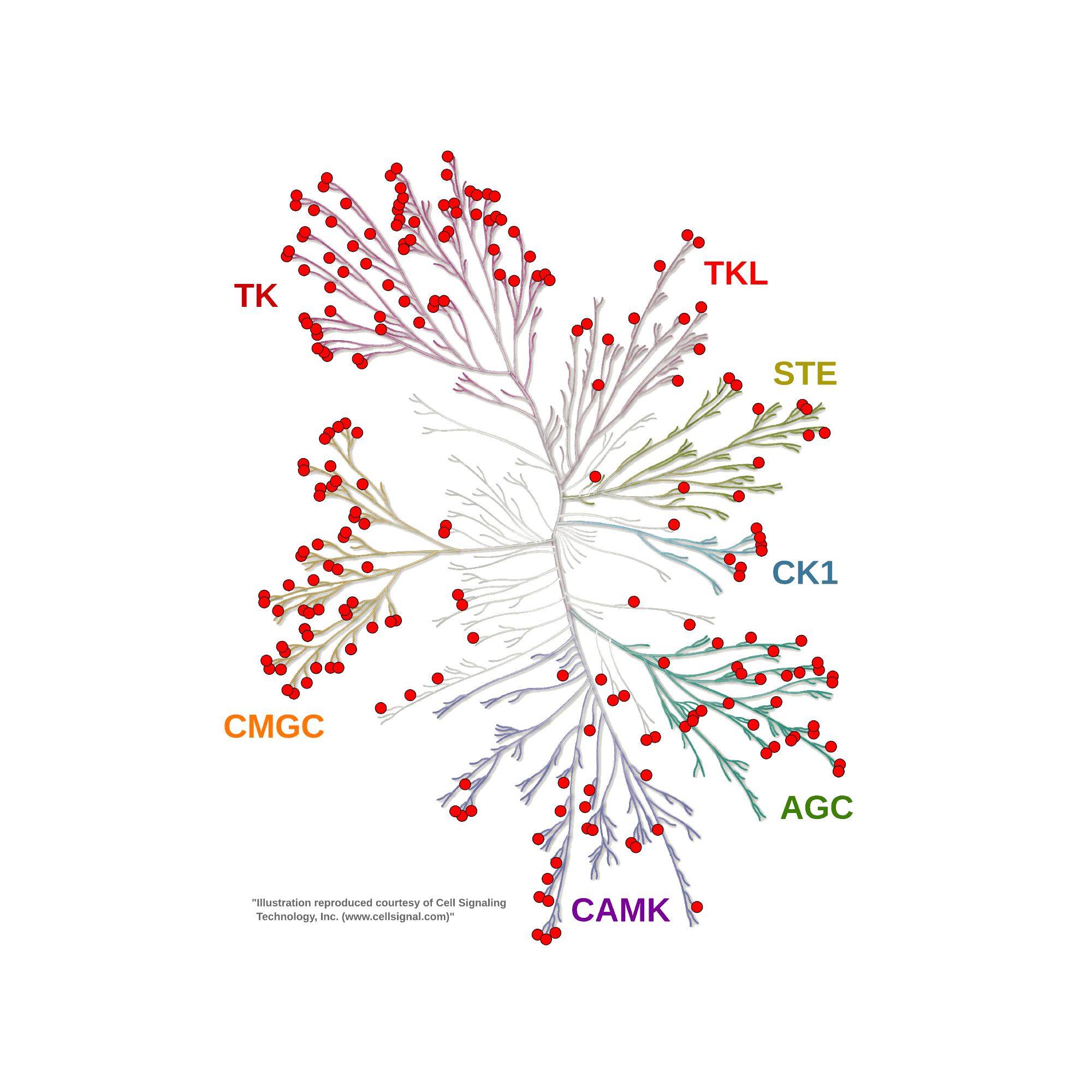 Human kinome tree showing the kinases covered by DIANA kinase profiling