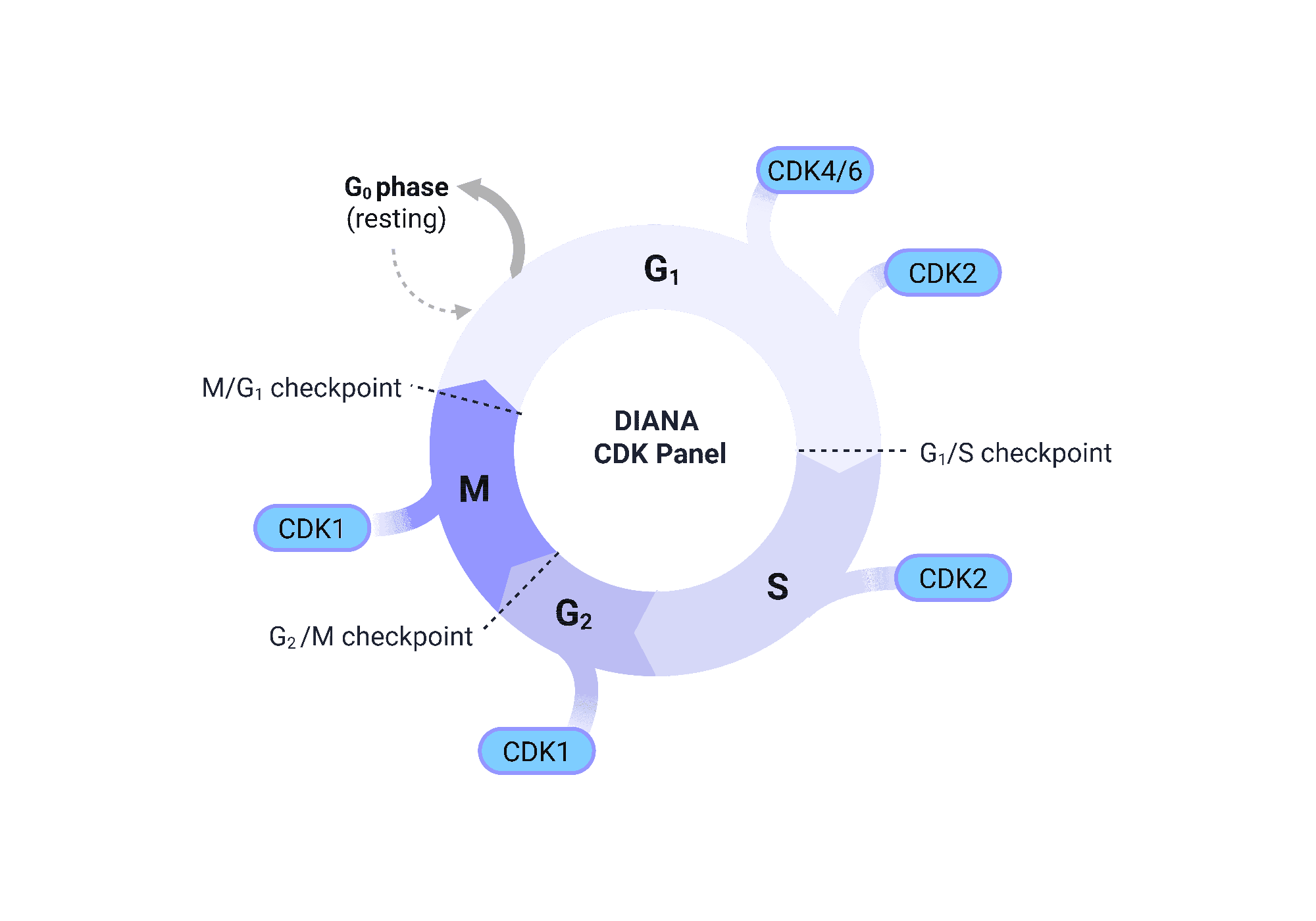 Cell cycle diagram showing the CDKs covered by the DIANA CDK Panel