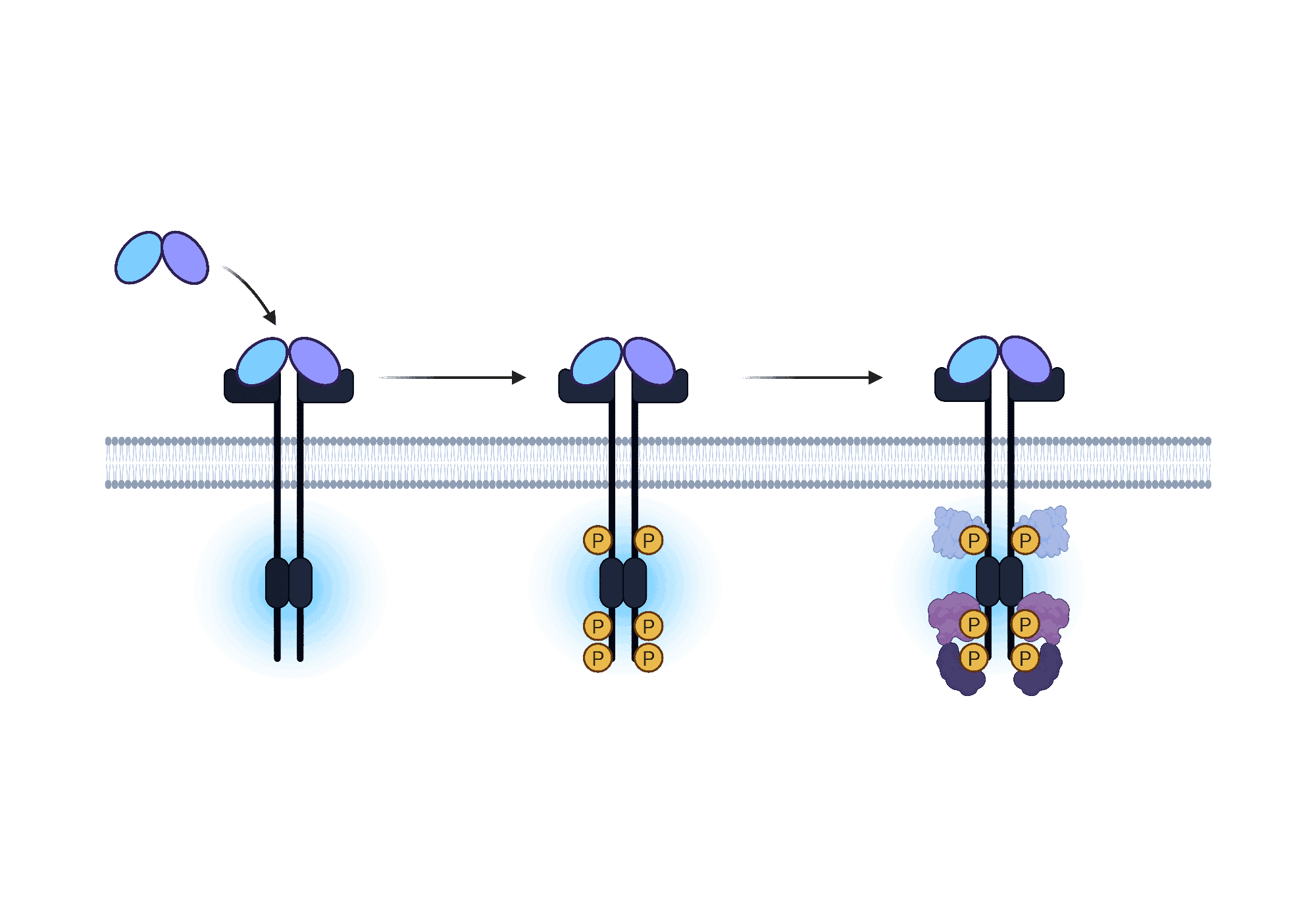Illustration of receptor tyrosine kinase activation