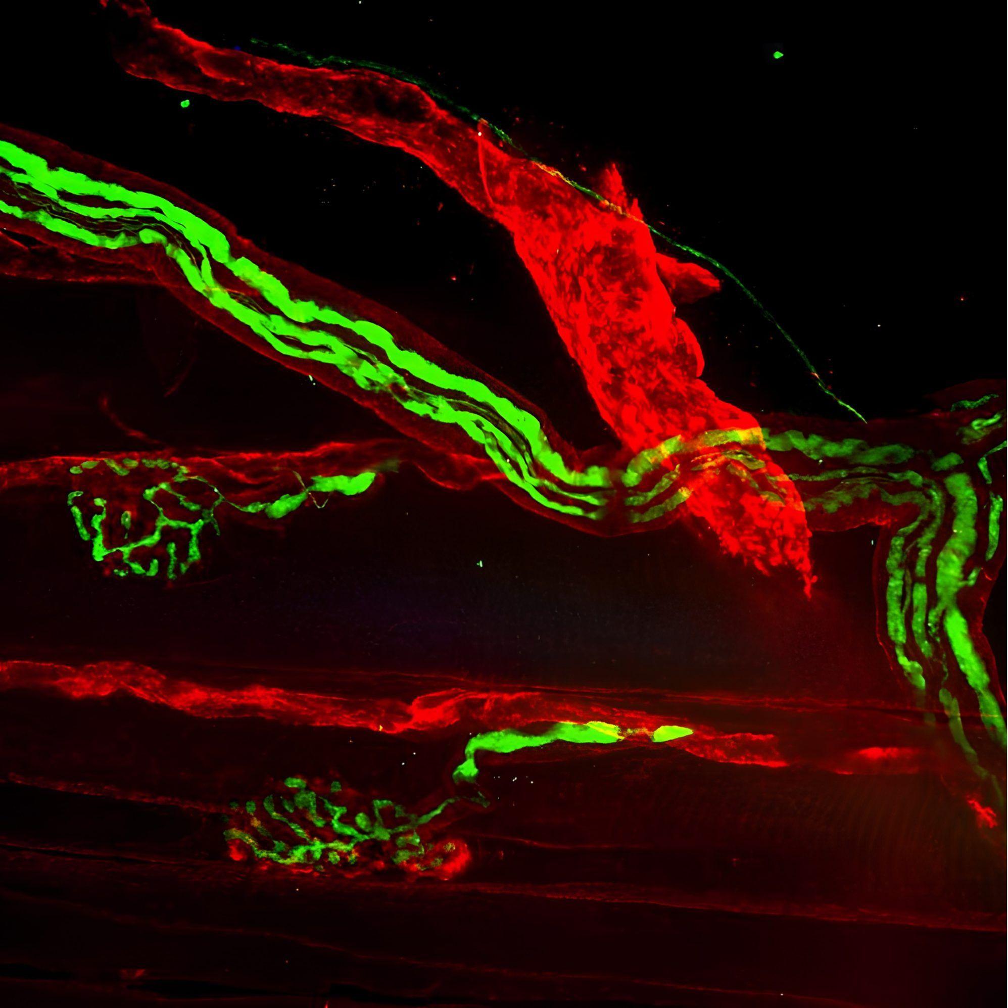 Fluorescence microscopy image of tissue stained with AF 700