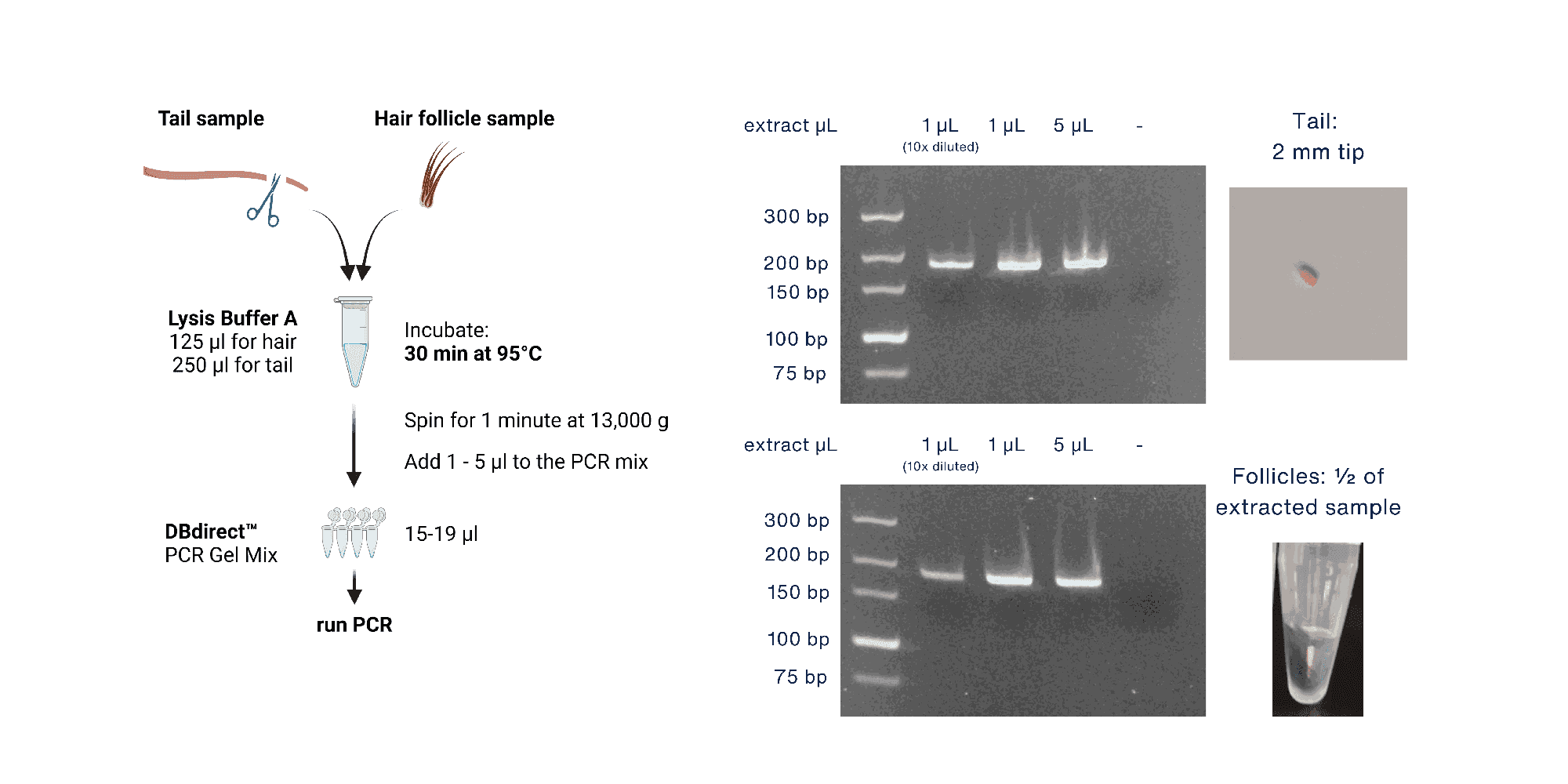 Mouse genotyping with DBdirect™ PCR Gel Mix: tail and hair follicle lysates and agarose gel results