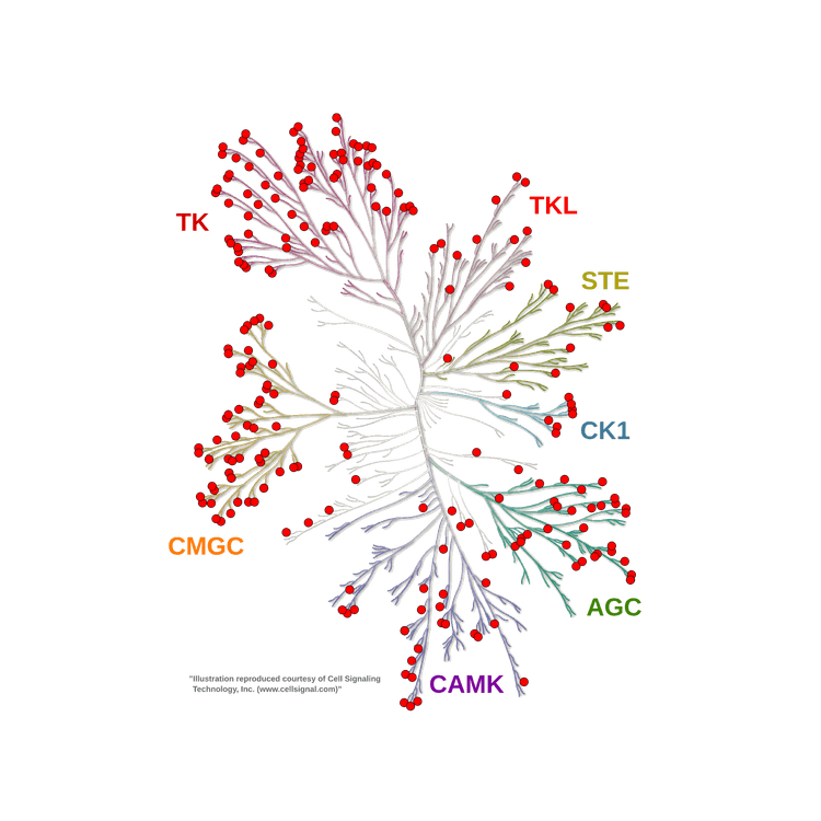Human kinome tree showing the kinases covered by DIANA kinase profiling