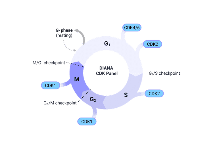 Cell cycle diagram showing the CDKs covered by the DIANA CDK Panel