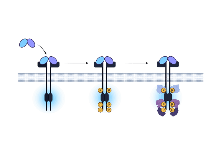 Illustration of receptor tyrosine kinase activation